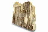 Polished, Petrified Wood (Metasequoia) Stand Up - Oregon #263764-2